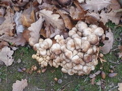 Britzelmayria multipedata