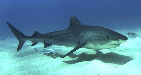 Tiger Shark (MatBio: FISHES - Matanzas Biodiversity) · iNaturalist