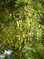 Sophoreae