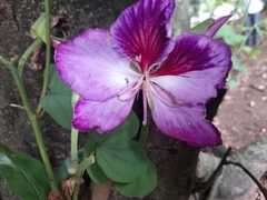 Angiospermae