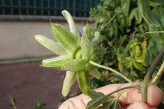 Passiflora caerulea