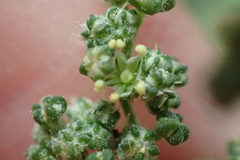 Chenopodium album