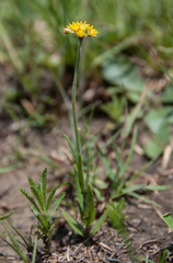 Aspidoglossum xanthosphaerum