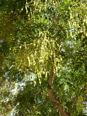 Sophoreae