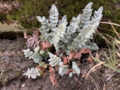 Pellaea bridgesii image