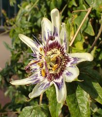 Passiflora caerulea