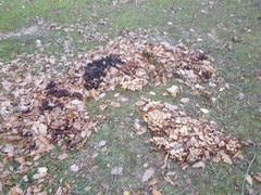 Britzelmayria multipedata