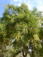 Sophoreae