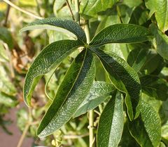 Passiflora caerulea