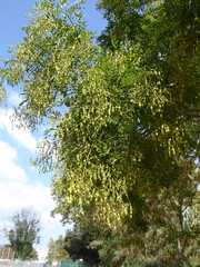 Sophoreae