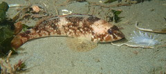 Hexagrammos stelleri