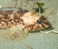 Hexagrammos stelleri
