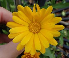 Calendula officinalis