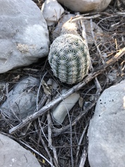 Echinocereus pectinatus