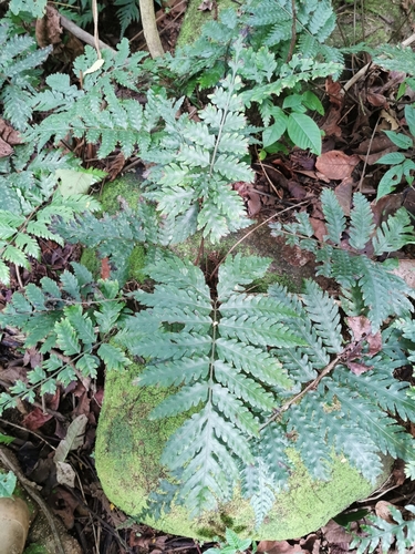 Bolbitis bipinnatifida image