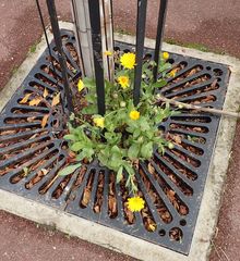 Calendula officinalis