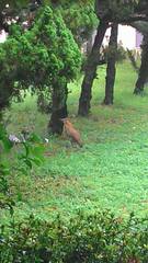 Gorsachius melanolophus