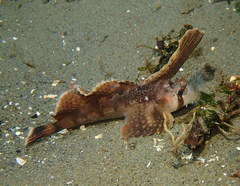 Nautichthys oculofasciatus