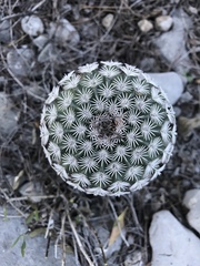 Echinocereus pectinatus