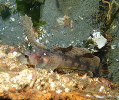 Nautichthys oculofasciatus