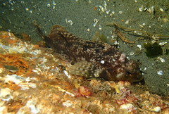 Nautichthys oculofasciatus