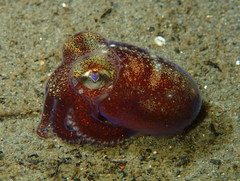 Rossia pacifica