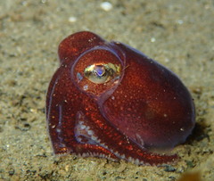 Rossia pacifica