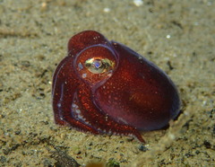 Rossia pacifica
