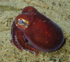 Rossia pacifica