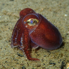 Rossia pacifica