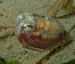 Rossia pacifica