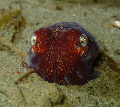 Rossia pacifica