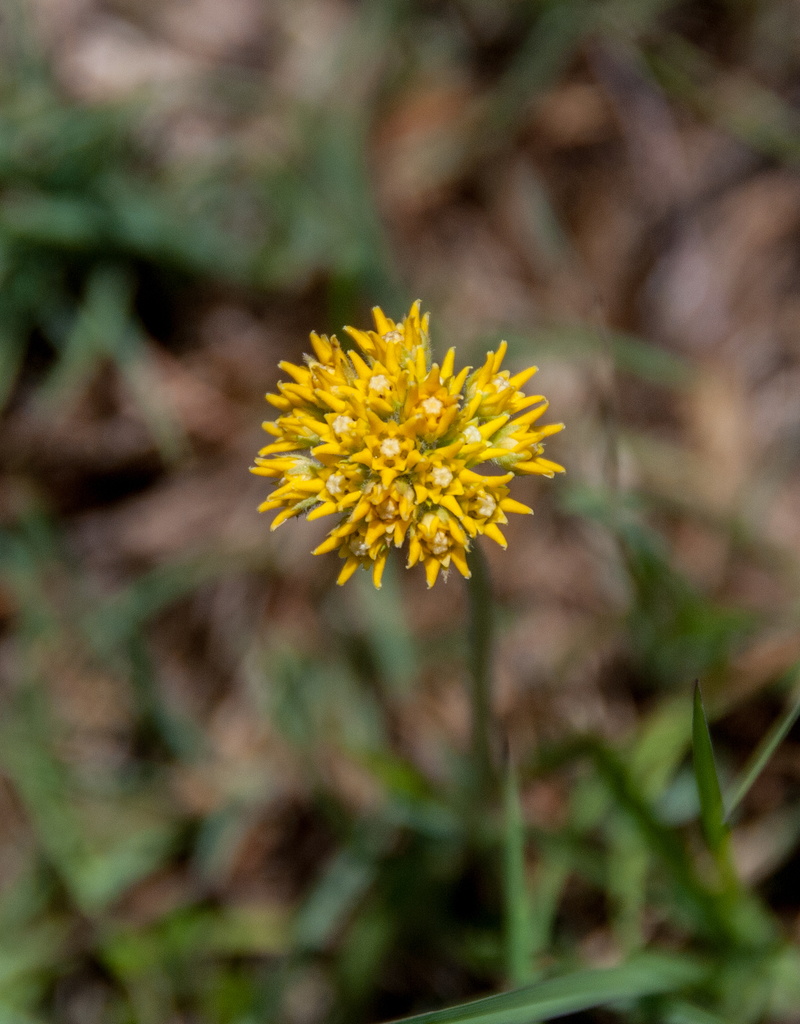 Aspidoglossum xanthosphaerum