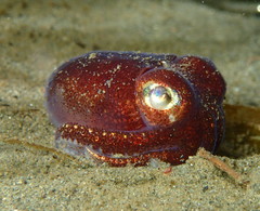 Rossia pacifica