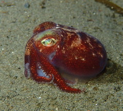 Rossia pacifica