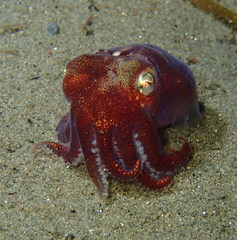Rossia pacifica