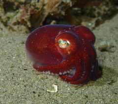 Rossia pacifica