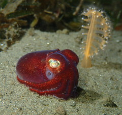 Rossia pacifica