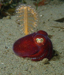 Rossia pacifica