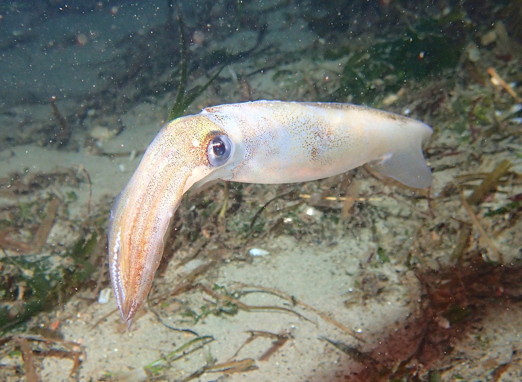 Patagonian Squid