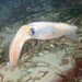 Patagonian Squid - Photo (c) Sara Thiebaud, some rights reserved (CC BY-NC), uploaded by Sara Thiebaud