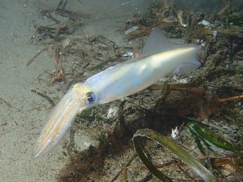 Opalescent Inshore Squid