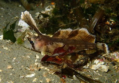 Nautichthys oculofasciatus