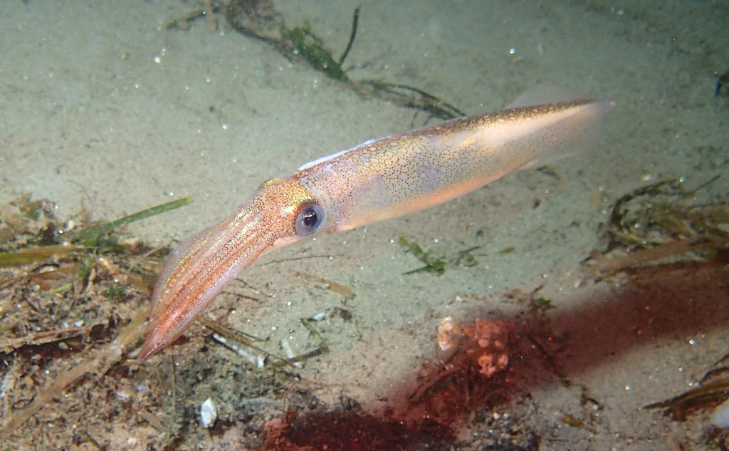 Roper Inshore Squid