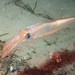 Roper Inshore Squid - Photo (c) Sara Thiebaud, some rights reserved (CC BY-NC), uploaded by Sara Thiebaud