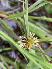 Cyperus erectus