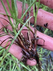 Cyperus erectus