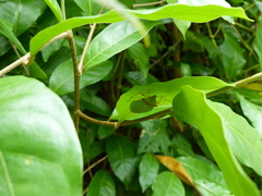 Chlorocoris distinctus