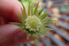 Calendula officinalis