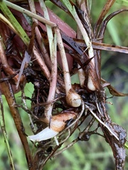Cyperus erectus